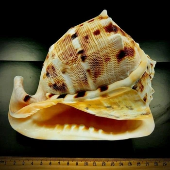 Морские раковины Кассис Корнута CASSIS CORNUTA размер *7* высота 18 см