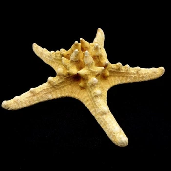 Морская звезда натуральная RHINO STARFISH размер 16 см - 18 см