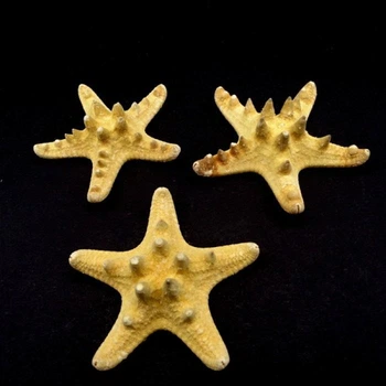 Морская звезда натуральная RHINO STARFISH размер 6.5 см - 7.5 см