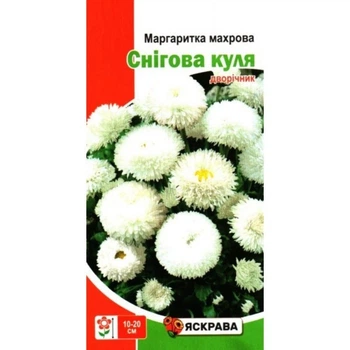 Насіння Маргаритка махрова Снігова куля Біла Яскрава 0,1г дворічник