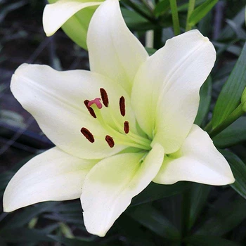 Луковицы Яскрава Лилия LA гибрид Lemon Star (43029) (1шт)