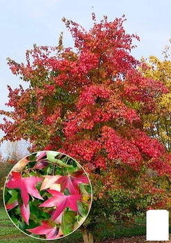 Клен "Бунге" (Acer Truncatum Bunge) вазон Р9 (138734)