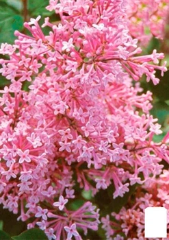 Сирень инвитро "Пинк Парфюм" (Pink Parfum) вазон С2 (155479)