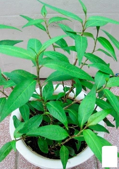 Персикарія "Vietnamese Coriander" (перцевий та м'ятний смак, приємний аромат) (178563)