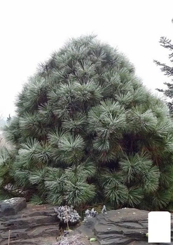 Сосна Джеффри "Pinus Jeffreyi" ( горшок P9) (176503)