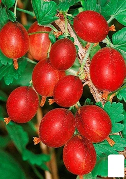 Крыжовник "Гранд" (ранний срок созревания, высокоурожайный сорт) (178567)