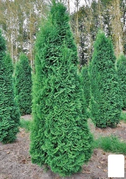 Туя западная "Pyramidalis Compacta" горшок P9 (176611)