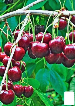 Черешня "Василиса" (летний сорт, поздний срок созревания) (35972)
