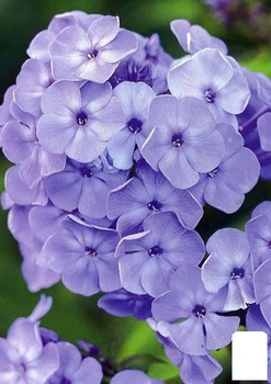 Флокс багаторічний "Blue Paradise" (176314)