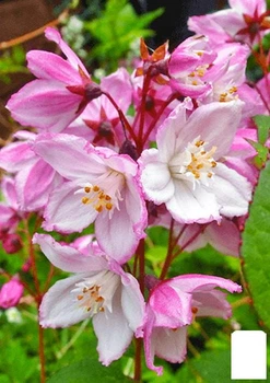 Дейція пурпурна "Kalmiiflora" (177162)