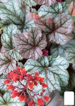 Гейхера (Heuchera) "Cinnabar Silver" С1 (высота 15-30см) (154086)