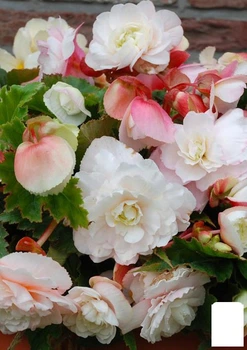 Бегония ароматная "Parfum Pastel White" (177190)