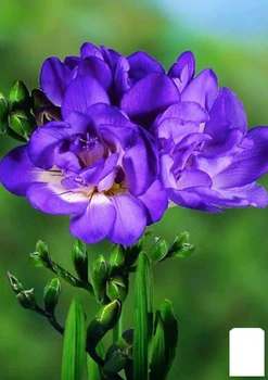 Фрезия махровая "Purple" (176344)