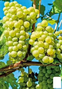 Виноград "Белоцерковский" (ранний срок созревания,гармоничный вкус с ноткой муската) (178647)