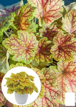 Гейхера (Heuchera) "Electra" (145212)