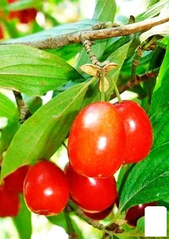 Кизил "Коралловый розовый" (35872)