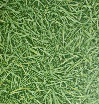Лінолеум IVC Bubblegum Grass 025 ширина 4м kvd0138