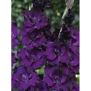 Гладіолус Purple Flora (цибулина)