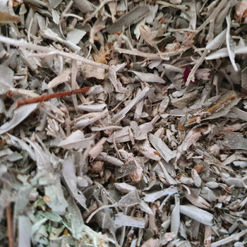 Лох серебристый/дикая маслина листья сушеные 100 г