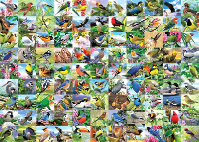 Puzzle Ravensburger 99 zachwycających ptaków 300 elementów (4005556169375)