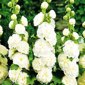 Мальва махрова Біла Florium