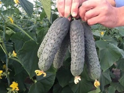 Огурец Каприкорн F1 Yuksel Seeds 10 шт (zip-paket)