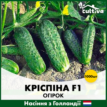 Голландские семена Nunhems Огурец Криспина F1 1000 шт