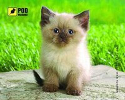 Килимок для мишки Podmyshku Сіамський котик, пластик.
