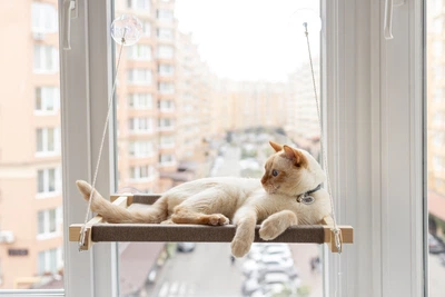 Лежаки Pet Joy Гамак white+beige на окно для кота 1 шт (wwhite1beige)