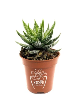 Сукулент Хавортія Фасціата (Haworthia fasciata) - D5 см (180)