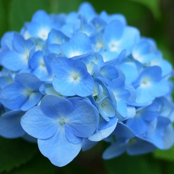 Гортензія Nikko Blue 1,5 л