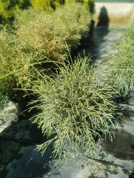 Туя Filiformis