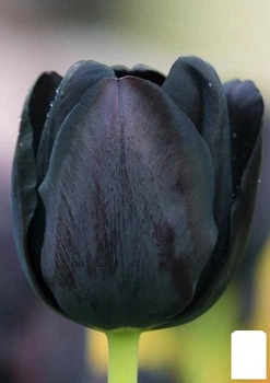Тюльпан "Black Bean" (61550)