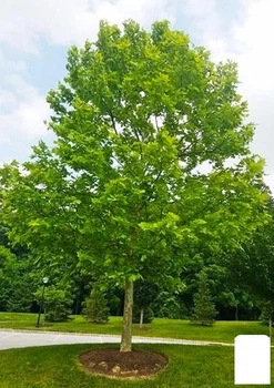 Платан західний "Platanus occidentalis" (декоративний, морозостійкий) (62860)