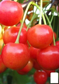 Черешня рожева "Сонячна куля" (літній сорт, ранній термін дозрівання) (21360)