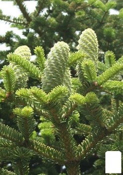Пихта Маньчжурская (Abies holophylla) горшок P9 (51738)