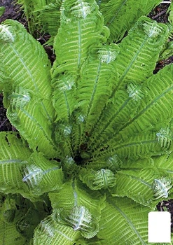 Страусник многолетний папоротник (Корневище) (Matteúccia struthiópteris) (51067)