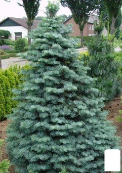 Пихта Калифорнийская Голубая (Abies concolor glauca) горшок P9 (48740)