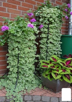 Будра ампельная "Variegata" (52414)