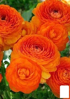 Лютики (Ранункулюс) "Orange 986" (размер 5/6 , крупный) 5шт в упаковке (17274)