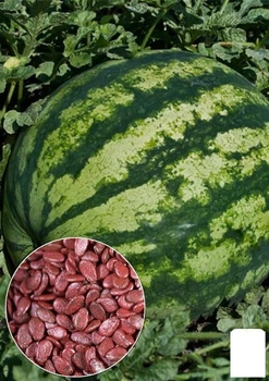 На развес Арбуз обработанный "Кримсон Свит" Agro-Market цена за 6г (24091)