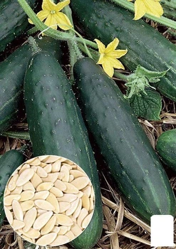 На развес Огурец "Круиз F1" Agro-Market цена за 4г (22129)