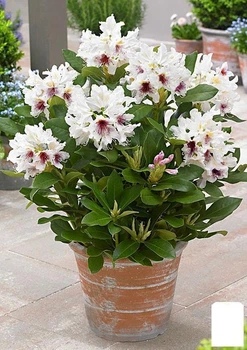 Рододендрон белый "Калсап" (Calsap) (25714)