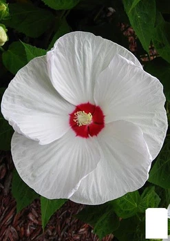 Гібіскус трав'янистий "Білий" (44208)