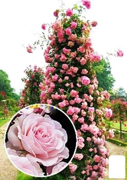 Роза плетистая "Eden Rose" (саженец класса АА+) высший сорт (17394)