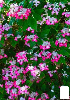 Гортензия пильчатая "Kurenai"(Hydrangea serrata Kurenai) (61865)