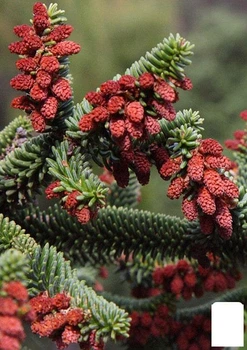 Пихта Испанская (Abies pinsapo) горшок P9 (48727)