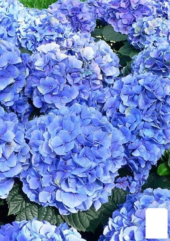 Гортензия крупнолистная cиняя "Синее Соблазнение" (Blue Seduction) (красивоцветущий сорт) (103394)