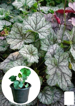 Гейхера (Heuchera) "Venus" (49878)