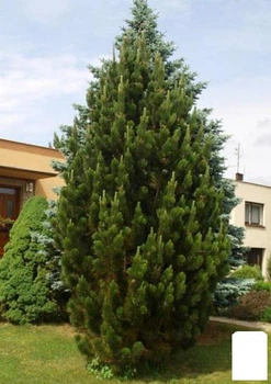Сосна чорна "Pyramidalis" (Пірамідаліс) (51868)